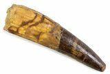 Fossil Spinosaurus Tooth - Real Dinosaur Tooth #373941-1